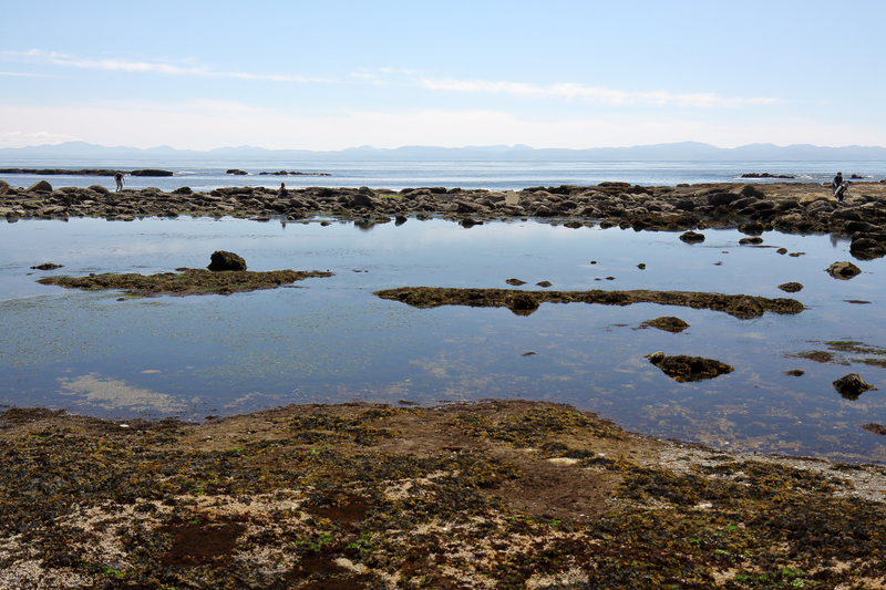 Illustration for article titled Pics from the (Ocean Floor): 2018-05-05 at Botanical Beach